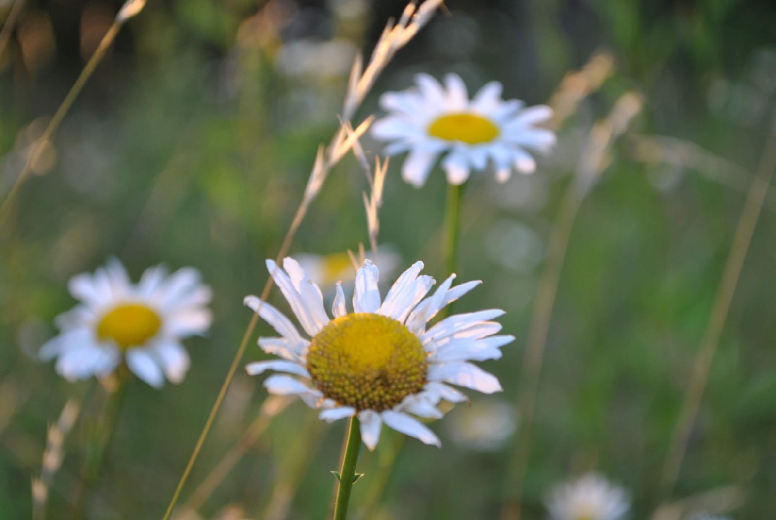 2012-06-15-19h27m00.JPG
