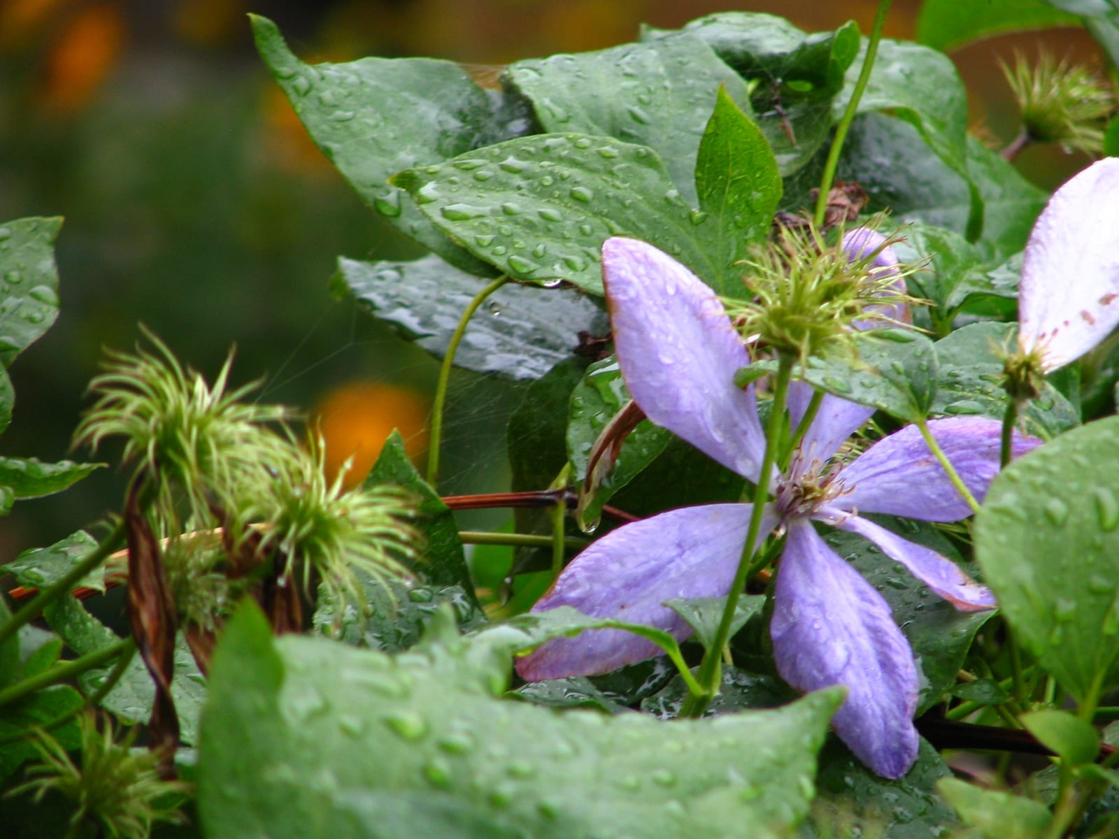 Purple Petals and Raindrops.jpg