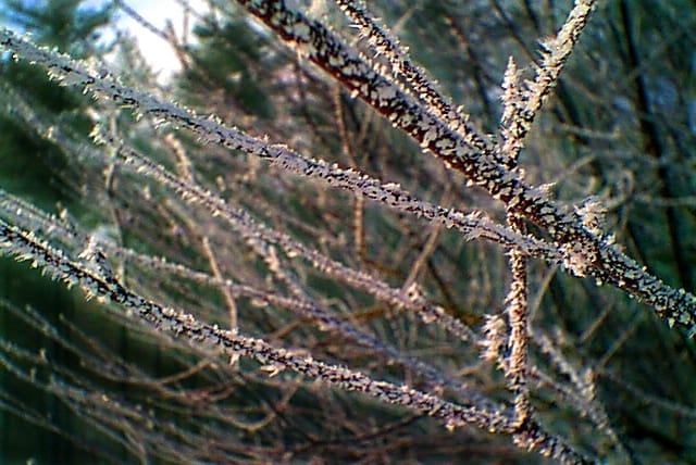 Snow.Untitled-013.jpg