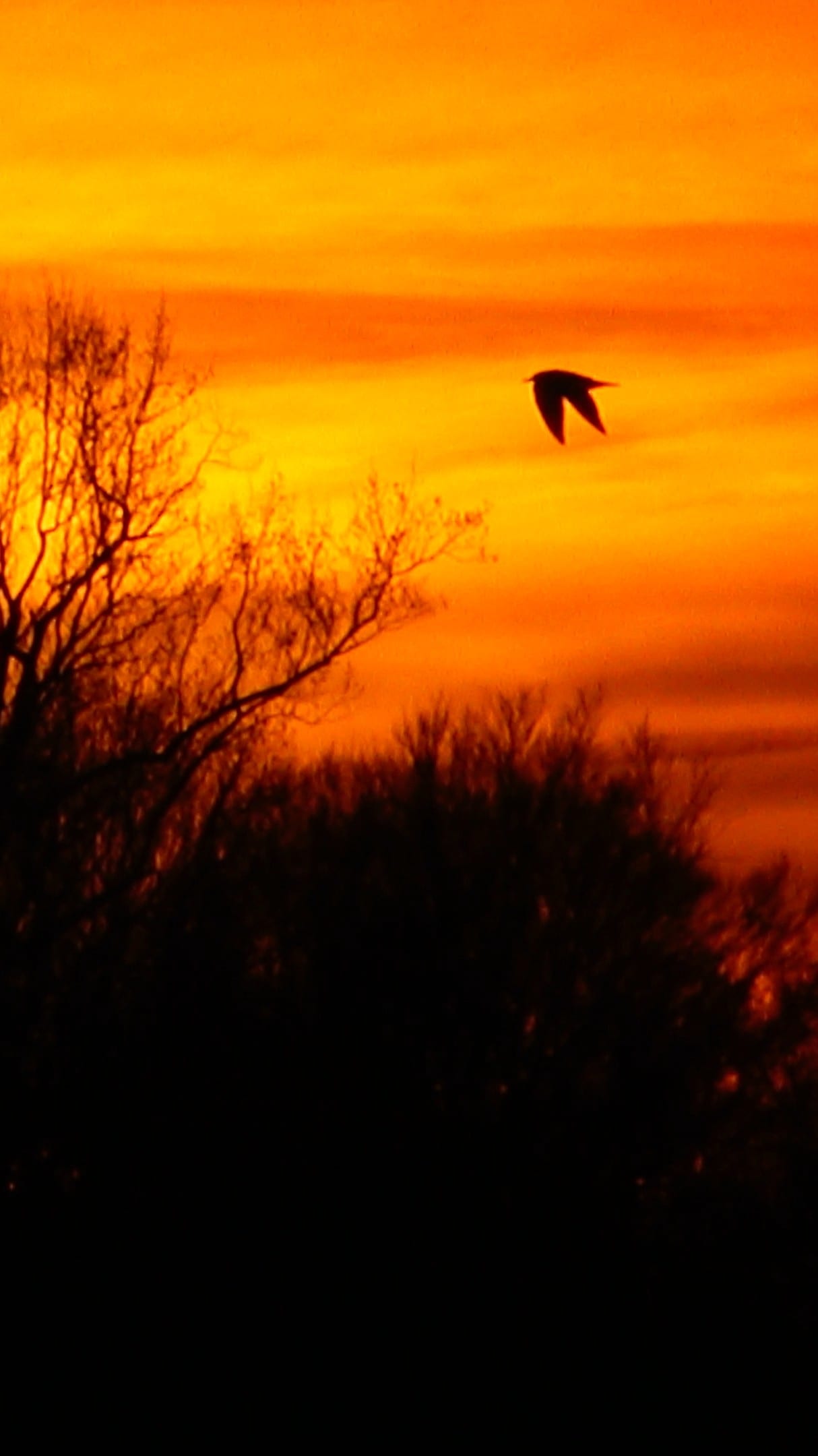 Sunset-20230121T215509.jpg