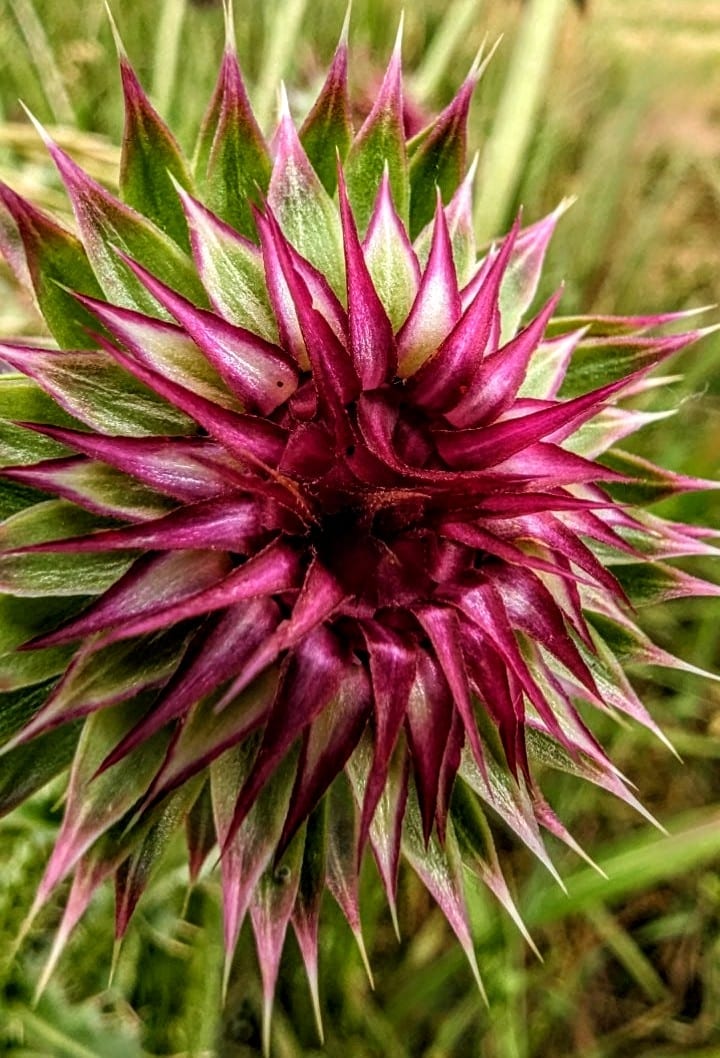 Thistles.230617.7~2_v1.jpg