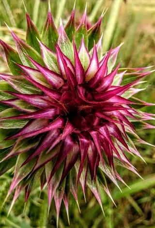 Thistles.230617.7~2_v1.jpg