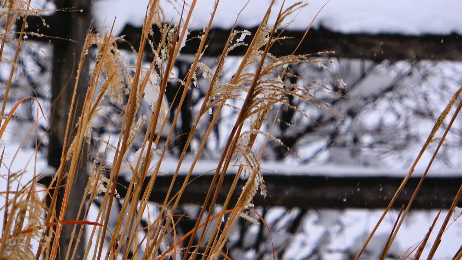 WinterSnowGrass-230129 (1)_exported_6506.jpg