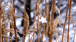 WinterSnowGrass-230129 (4)_exported_7007.jpg