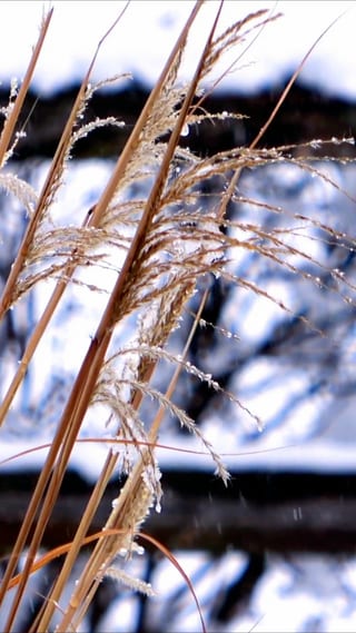 WinterSnowGrass-230129 (5)_exported_22622.jpg